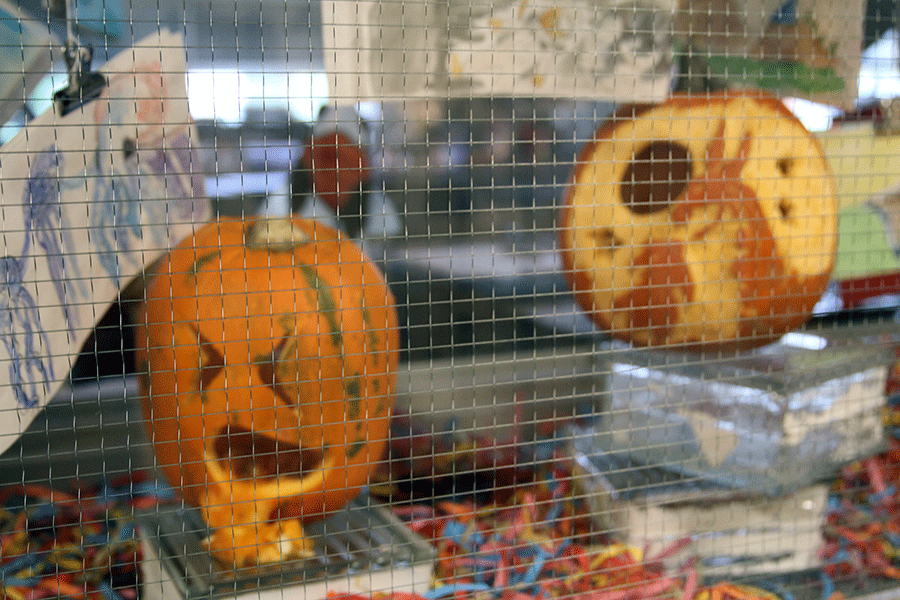 Two of the pumpkins carved in the Art Club competition on display in Ms. Palmiters window. 