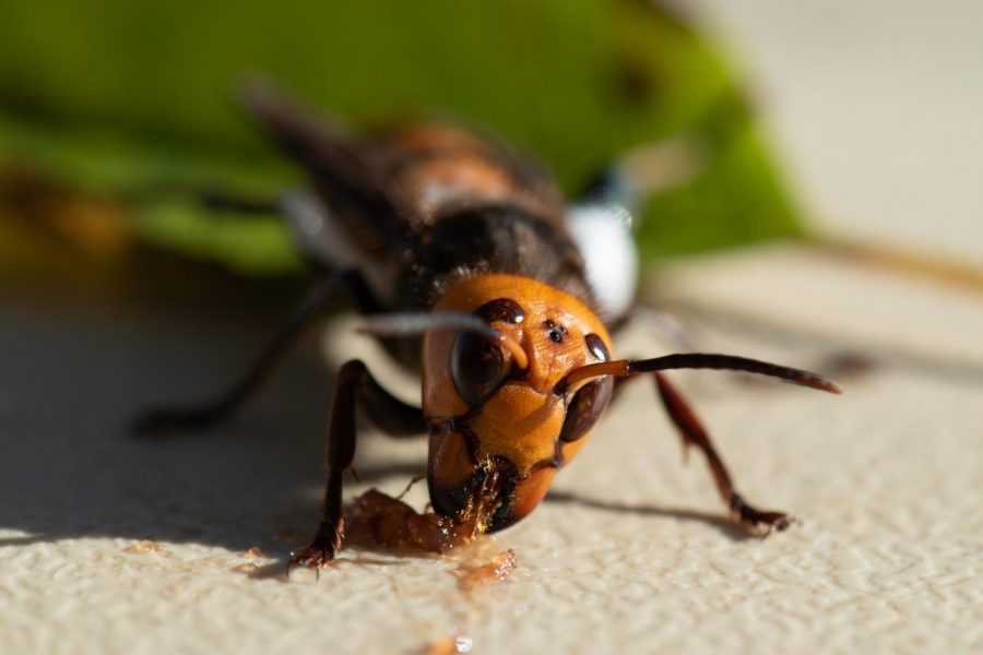 A+giant+Asian+hornet.+Picture+from+Washington+State+Department+of+Agriculture%3B+taken+October+23%2C+2020.
