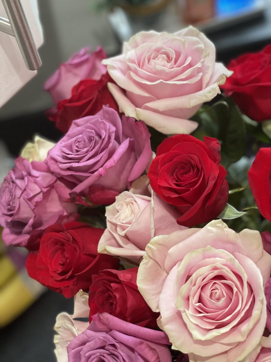 A bouquet of red, violet, and light pink  roses was given to Rachel Harrington from her husband on Valentine’s Day. The photo was captured by Mikaela Harrington. 
