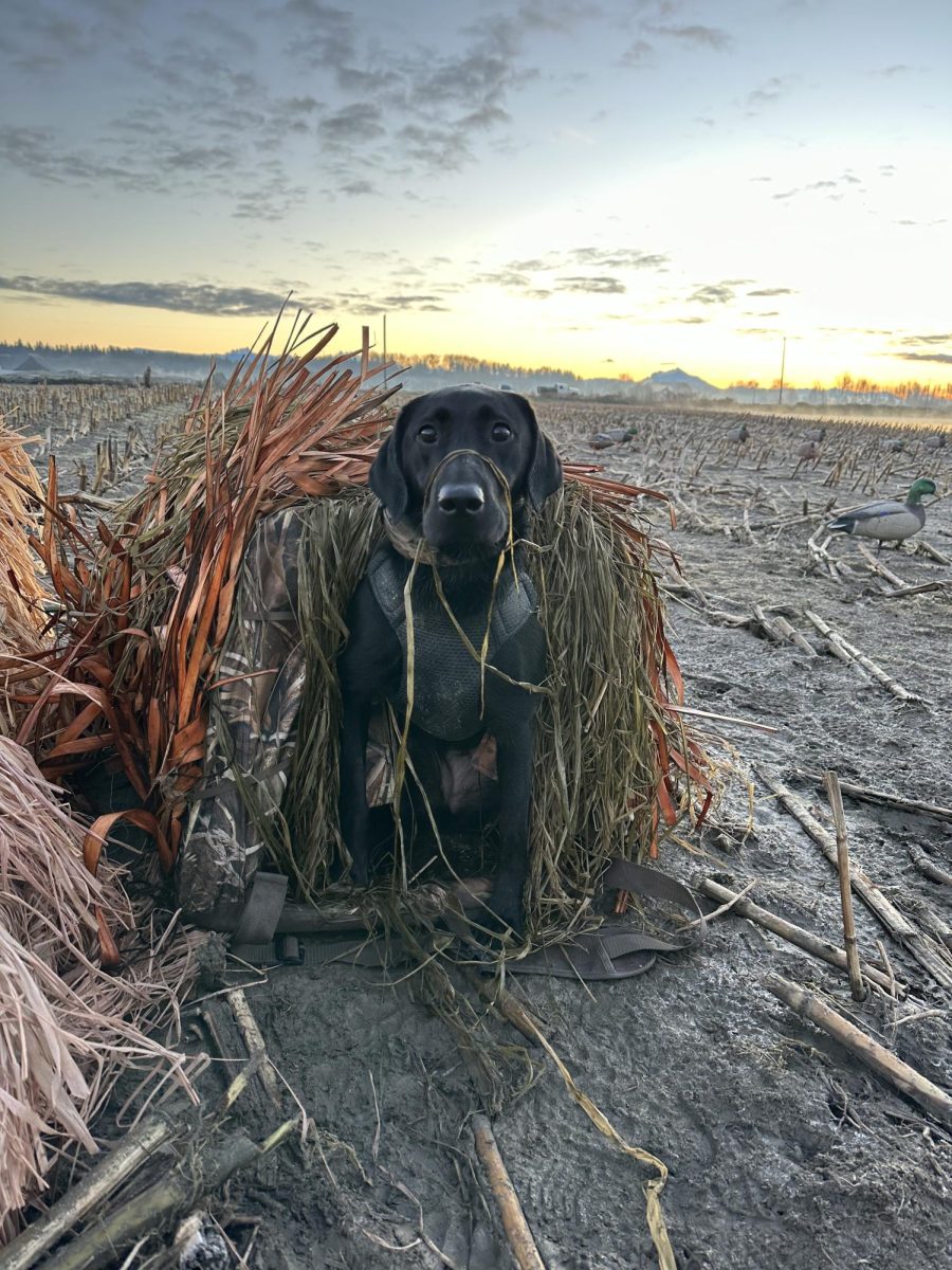 Black Lab Annie ready to duck hunting. 